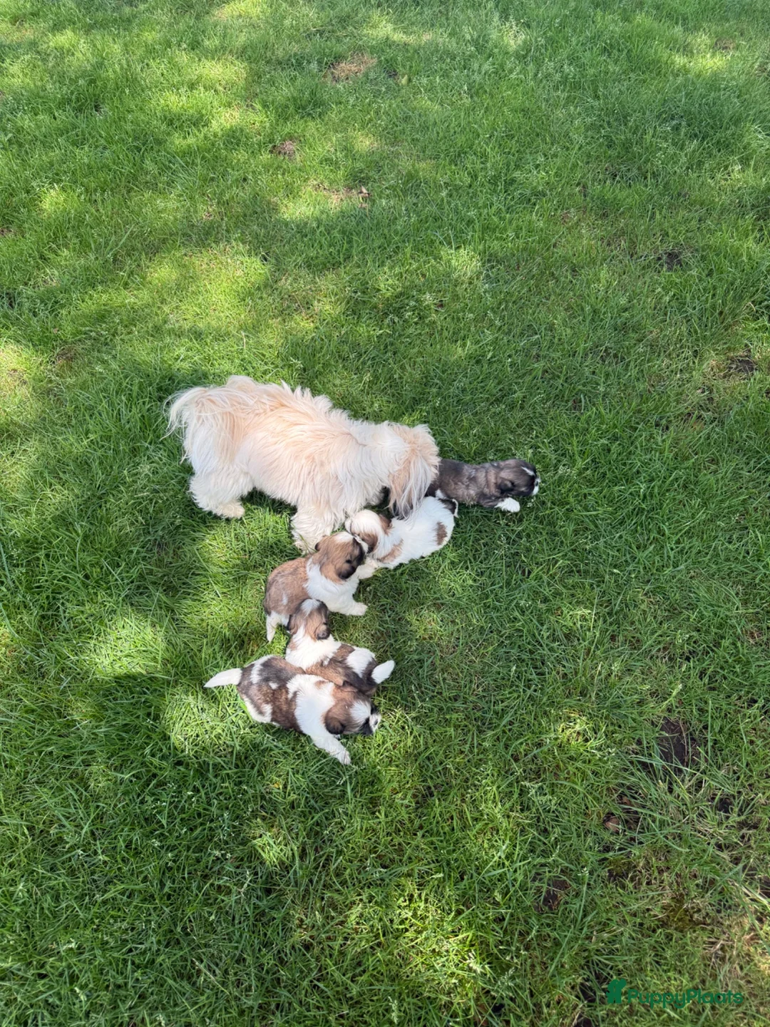 Shih Tzu honden te koop: Prachtig Shih Tzu teefje  - Advertentie 2