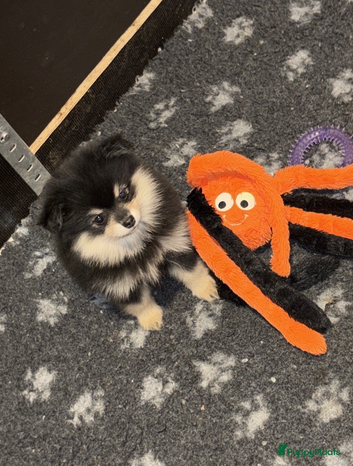 Kruising honden Laatste 2 pomeriaan pups mogen verhuizen - Advertentie 1