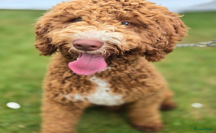 Goldendoodle honden - Advertentie 2