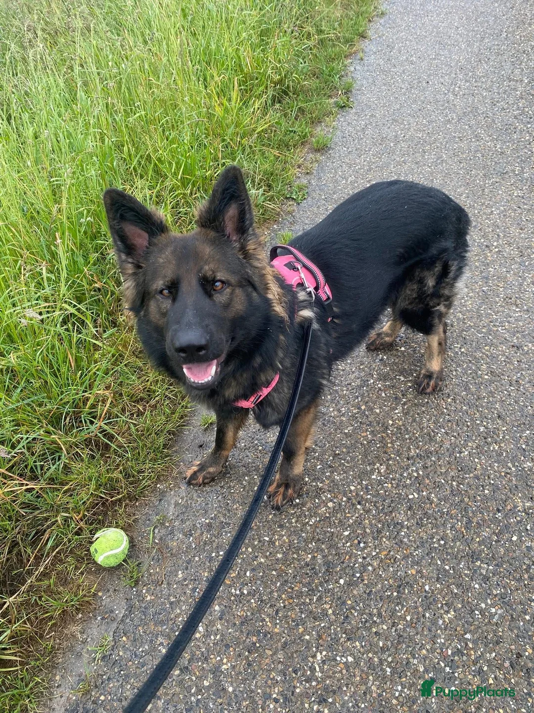 Duitse Herder honden ter adoptie: Duitse Herder Langstokhaar zoekt een nieuwe thuis  - Advertentie 5