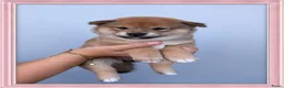 Shiba honden te koop: Mooie Shiba puppy’s zoeken een liefdevol thuis  - Advertentie 4