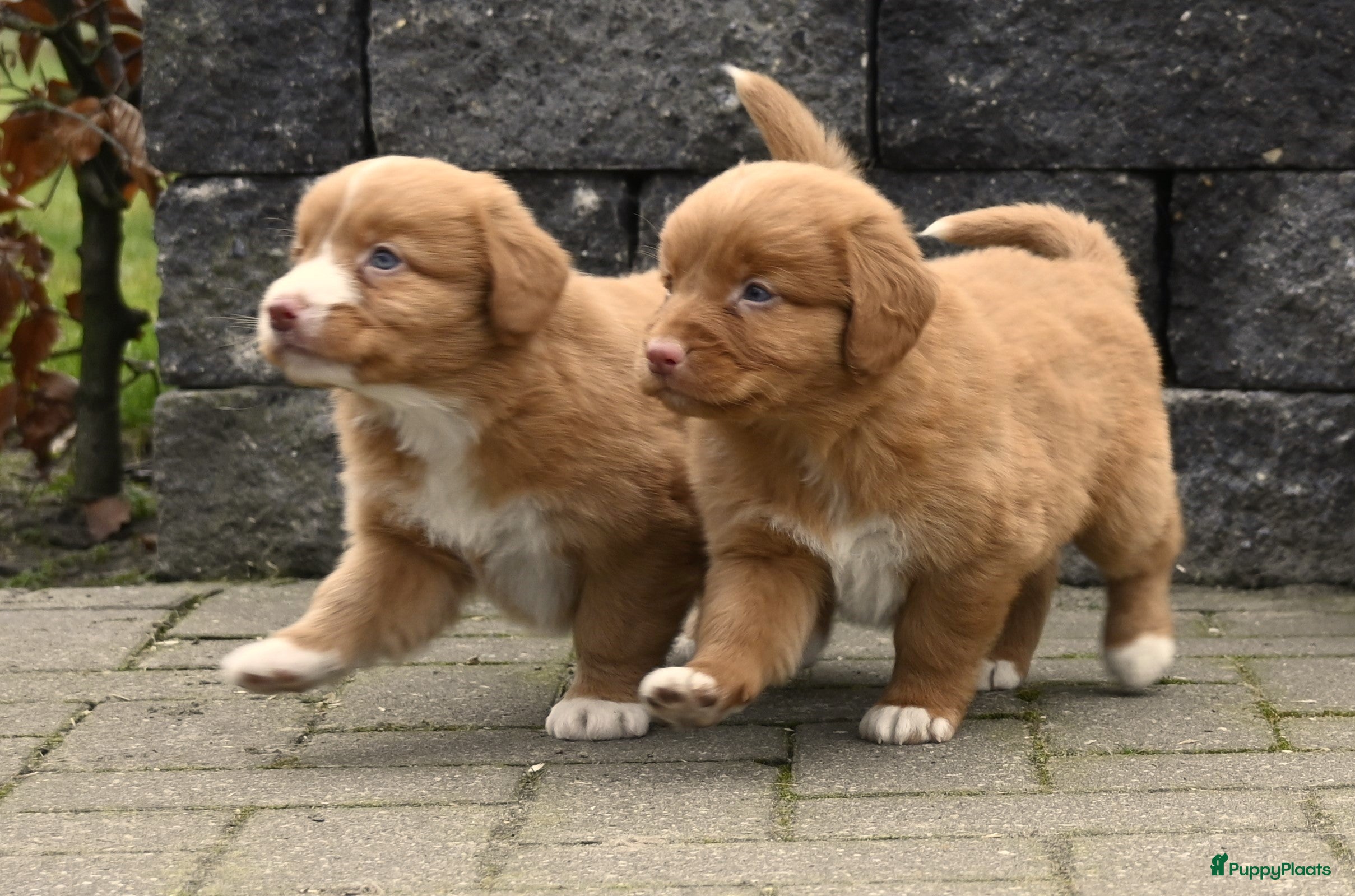 Nova Scotia Duck Tolling Retriever honden Speelse Nova Scotia Duck Tolling Retriever pups  - Advertentie 2