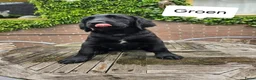 Labradoodle honden te koop: Wie wilt ons een eigen gouden mandje geven?? - Advertentie 10