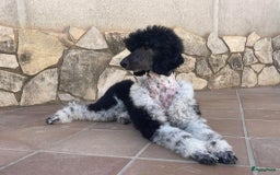 Poedel honden te koop: Prachtig mooi harlekijn koningspoedel teefje✨🐾 - Advertentie 13