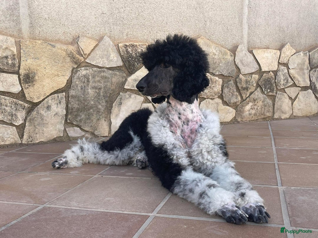 Poedel honden te koop: Prachtig mooi harlekijn koningspoedel teefje✨🐾 - Advertentie 13