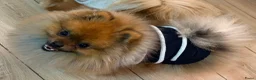 Pomeriaan honden ter dekking: Pomeriaan dekreu - Advertentie 3
