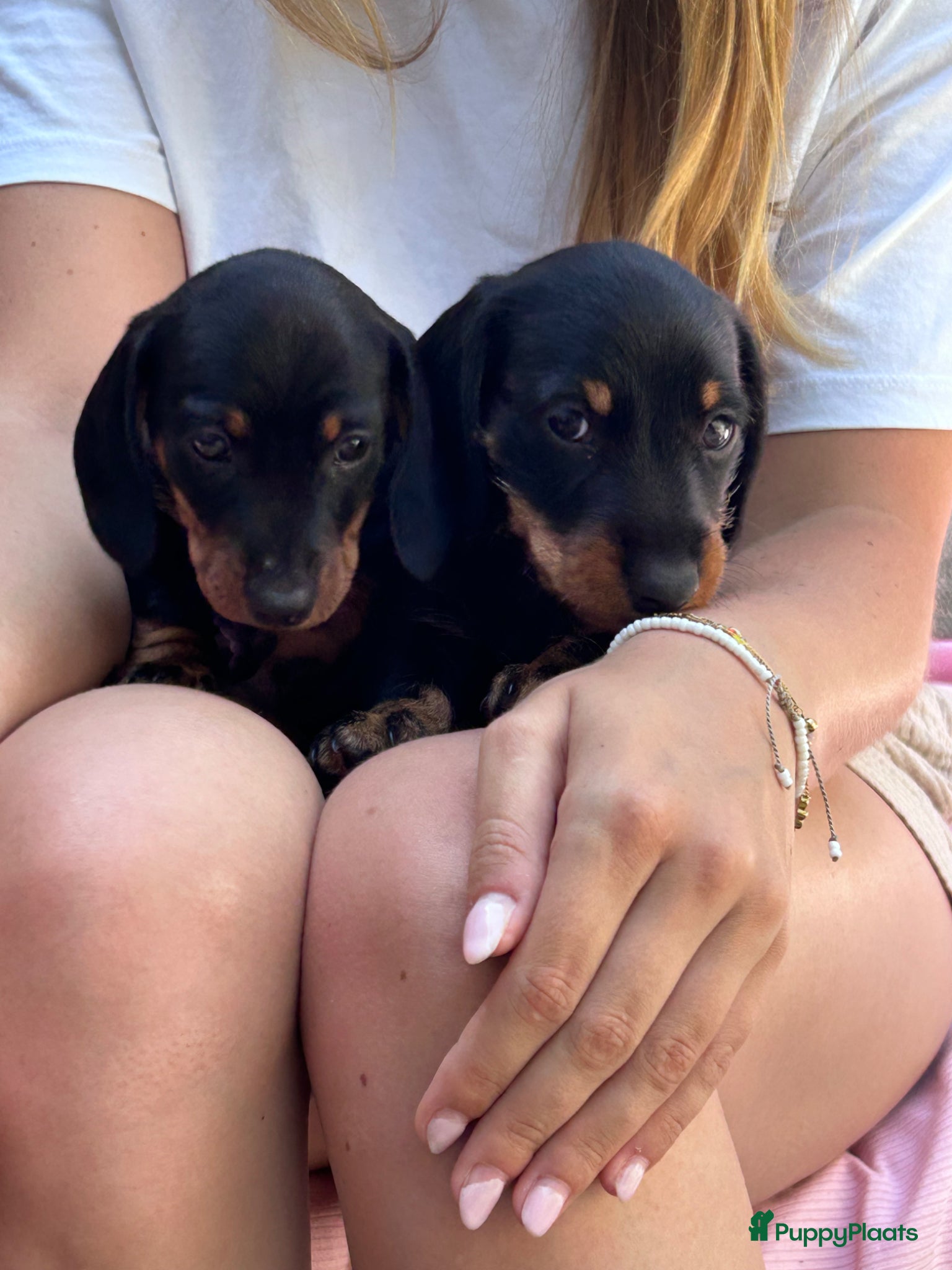Ruwhaar Teckel honden Lieve ruwhaar en gladhaar black and tan  - Advertentie 3