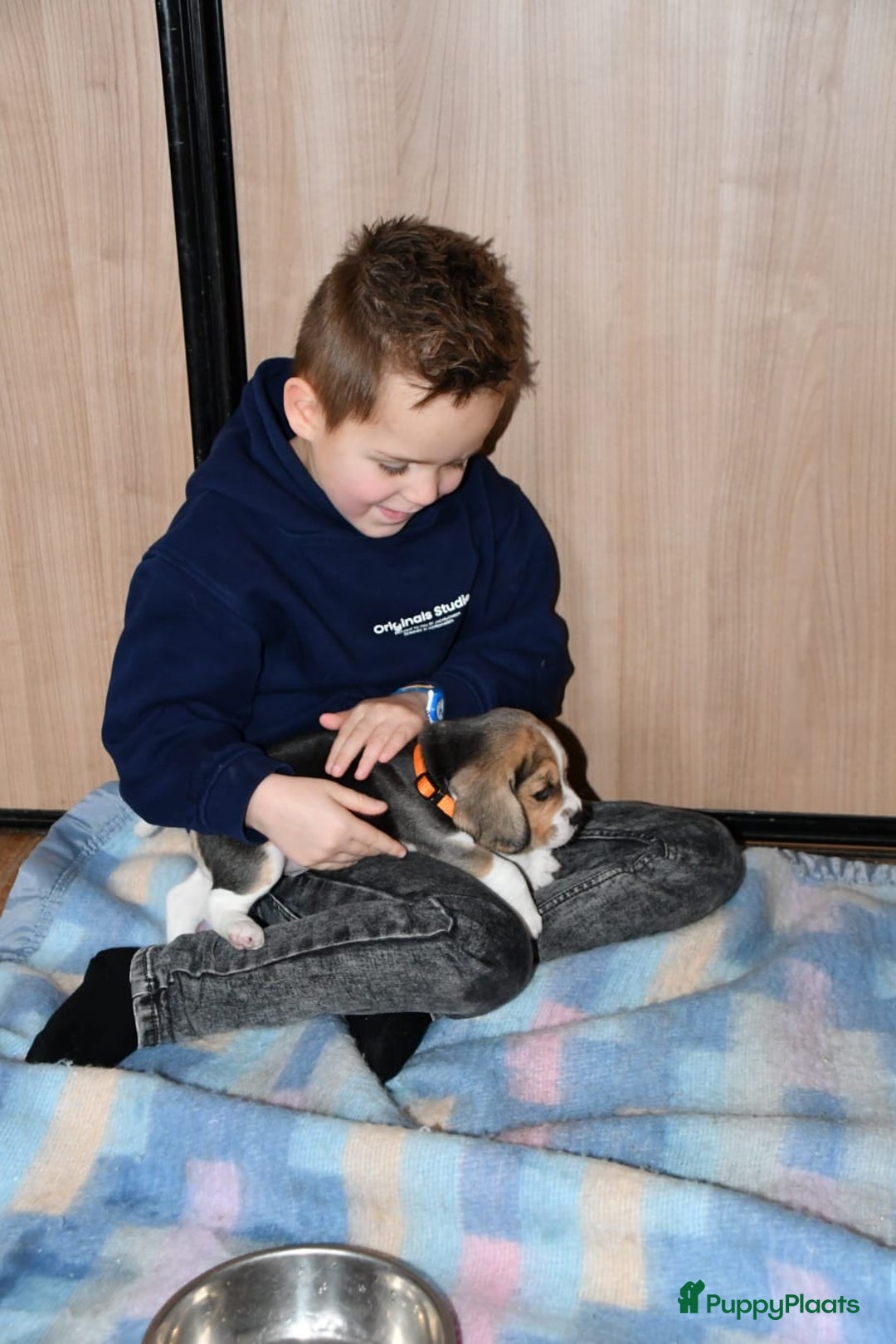 Beagle honden te koop: Prachtige Beagle pups - Advertentie 12