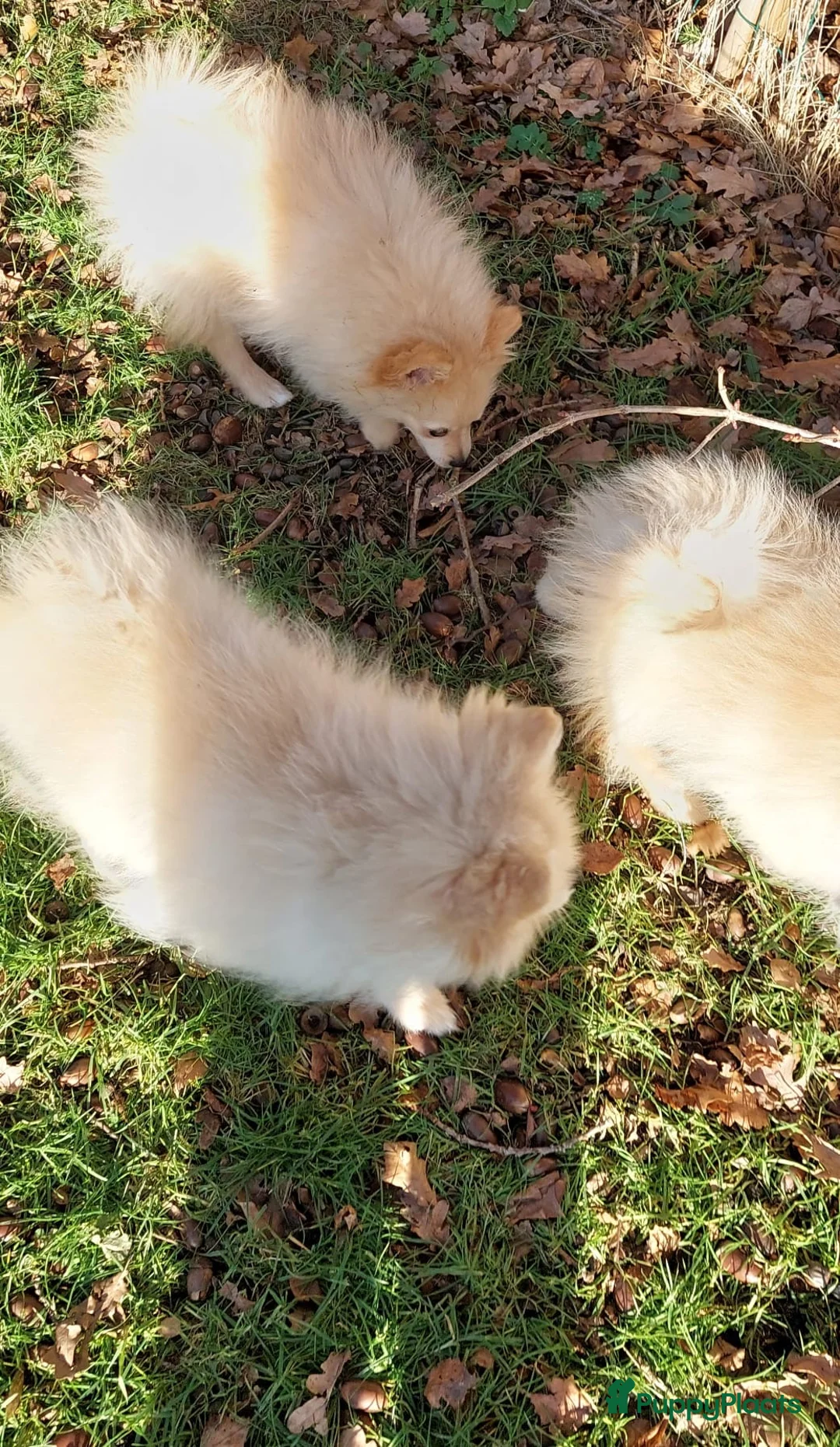 Pomeriaan honden te koop: drie pluizige baby's - Advertentie 7
