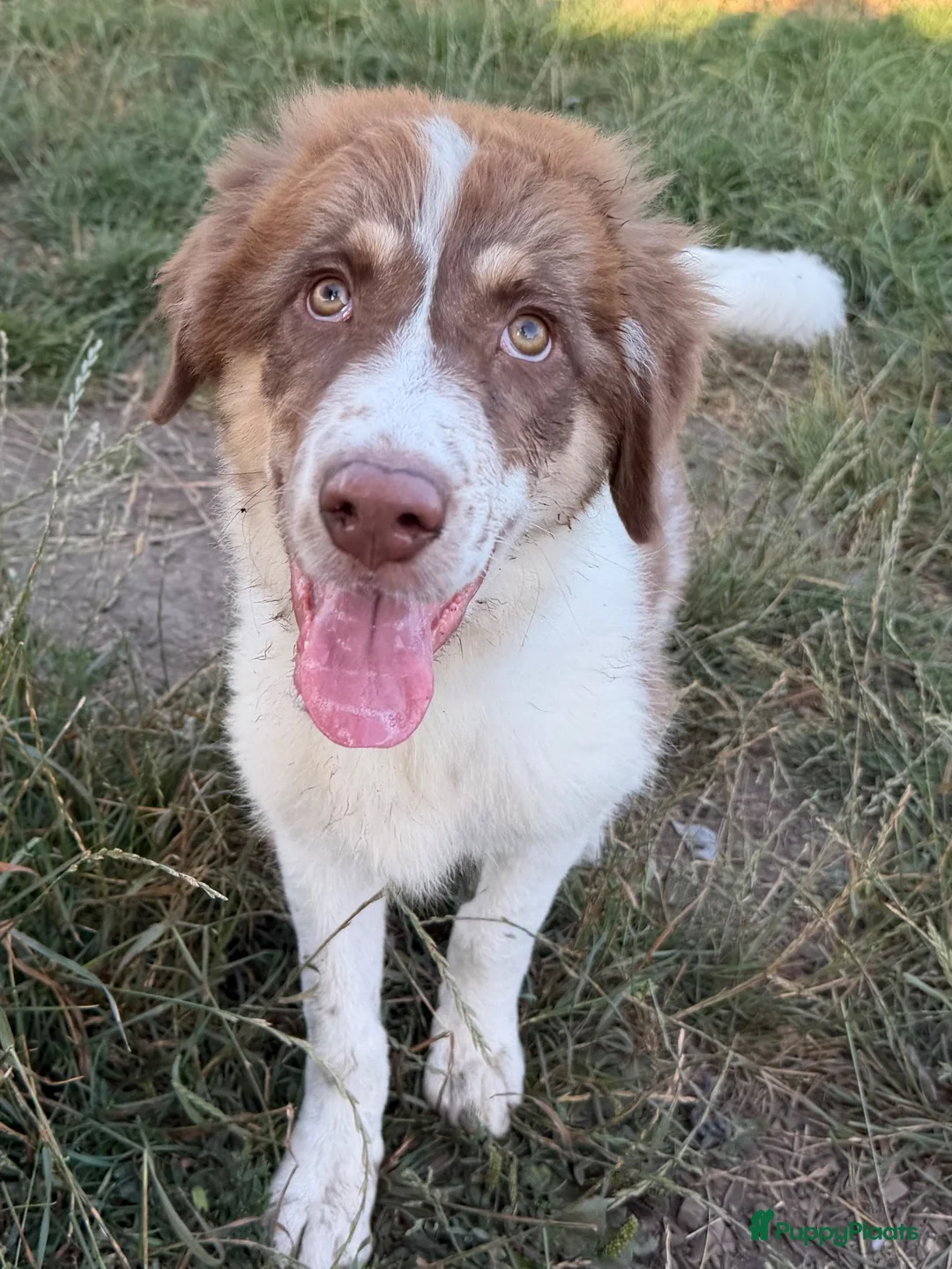 Kruising honden ter adoptie: Charlie - Advertentie 6