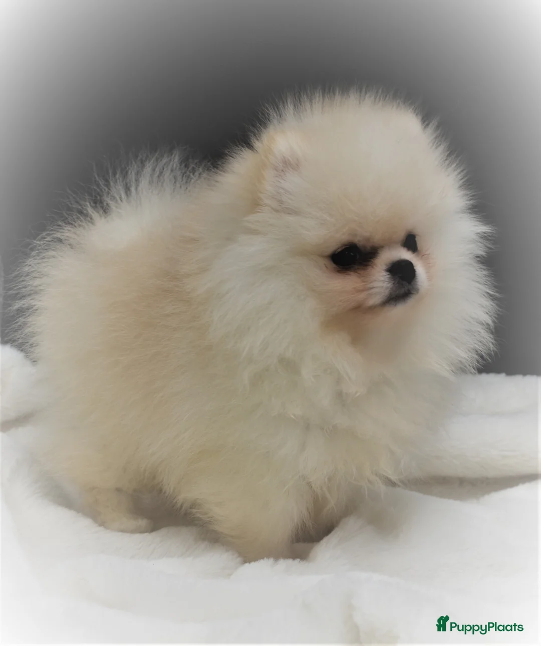 Galerij afbeelding {{count}}