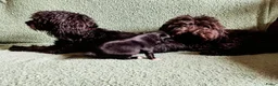Kruising honden te koop: Orginele Papipoo - Advertentie 5