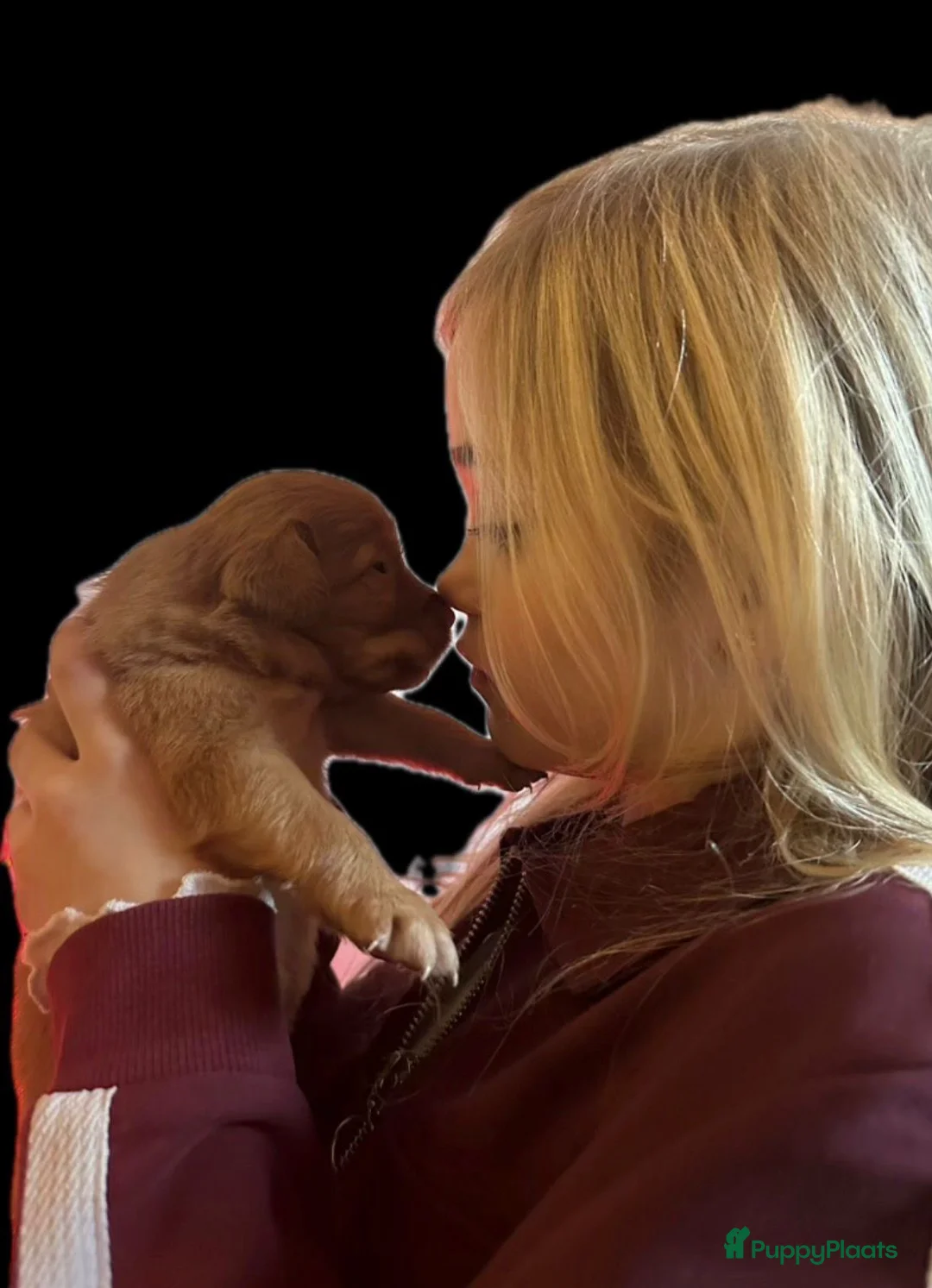 Nova Scotia Duck Tolling Retriever honden te koop: stamboompups - Advertentie 8