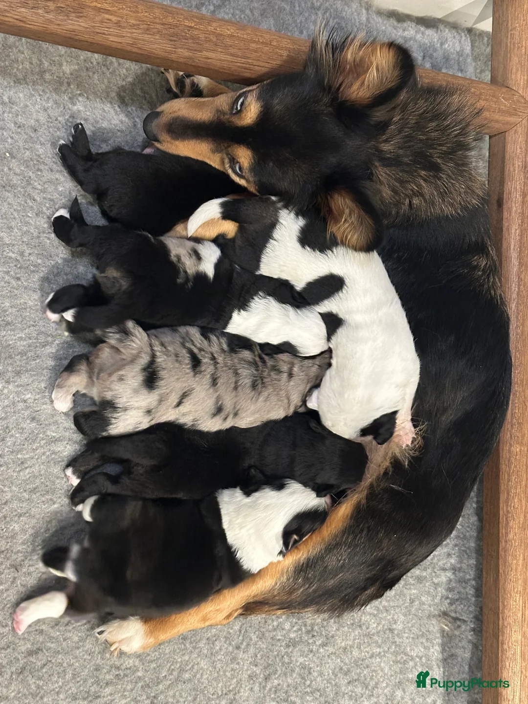 Kruising honden te koop: Unieke kruising met populaire rassen! - Advertentie 9