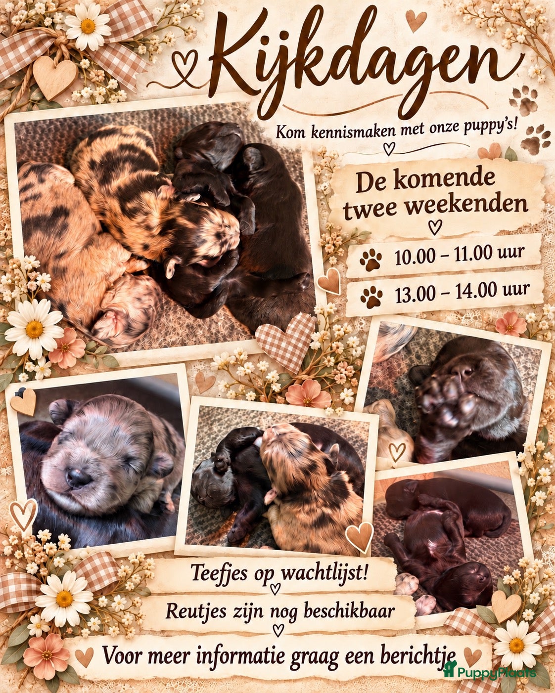 Kruising honden 🐾 4 Teddypoo pups geboren |ToyPoedelXTeddydog 🤎 - Advertentie 13