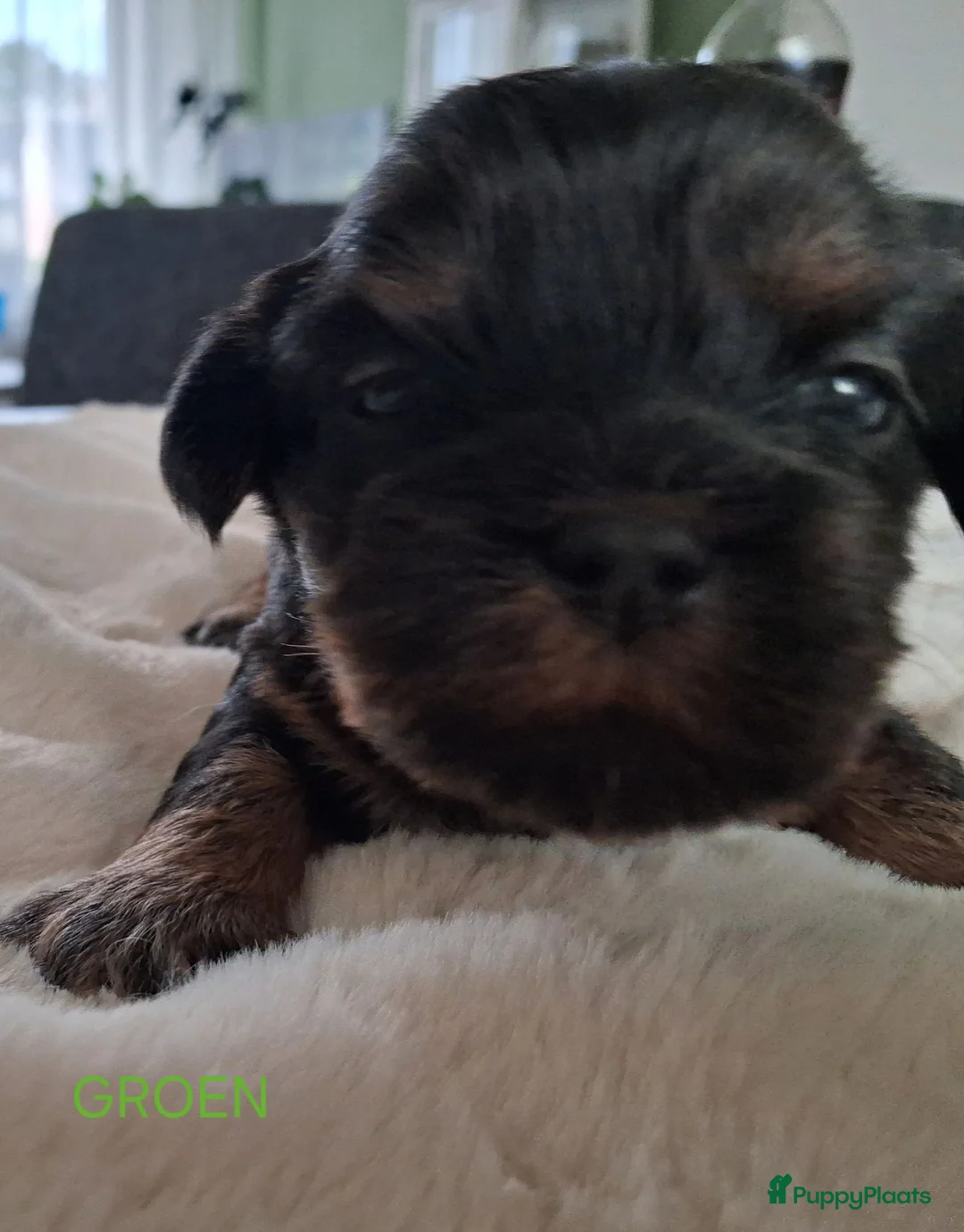 Kruising honden te koop: Mooie Boomer pups - Advertentie 2