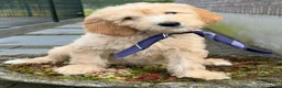 Labradoodle honden te koop: Labradoodle medium pups. Mogen ook naar Belgie. - Advertentie 3