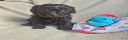 Kruising honden te koop: Lieve mini boompoo  - Advertentie 11