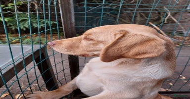 Labrador Retriever honden - Advertentie 3