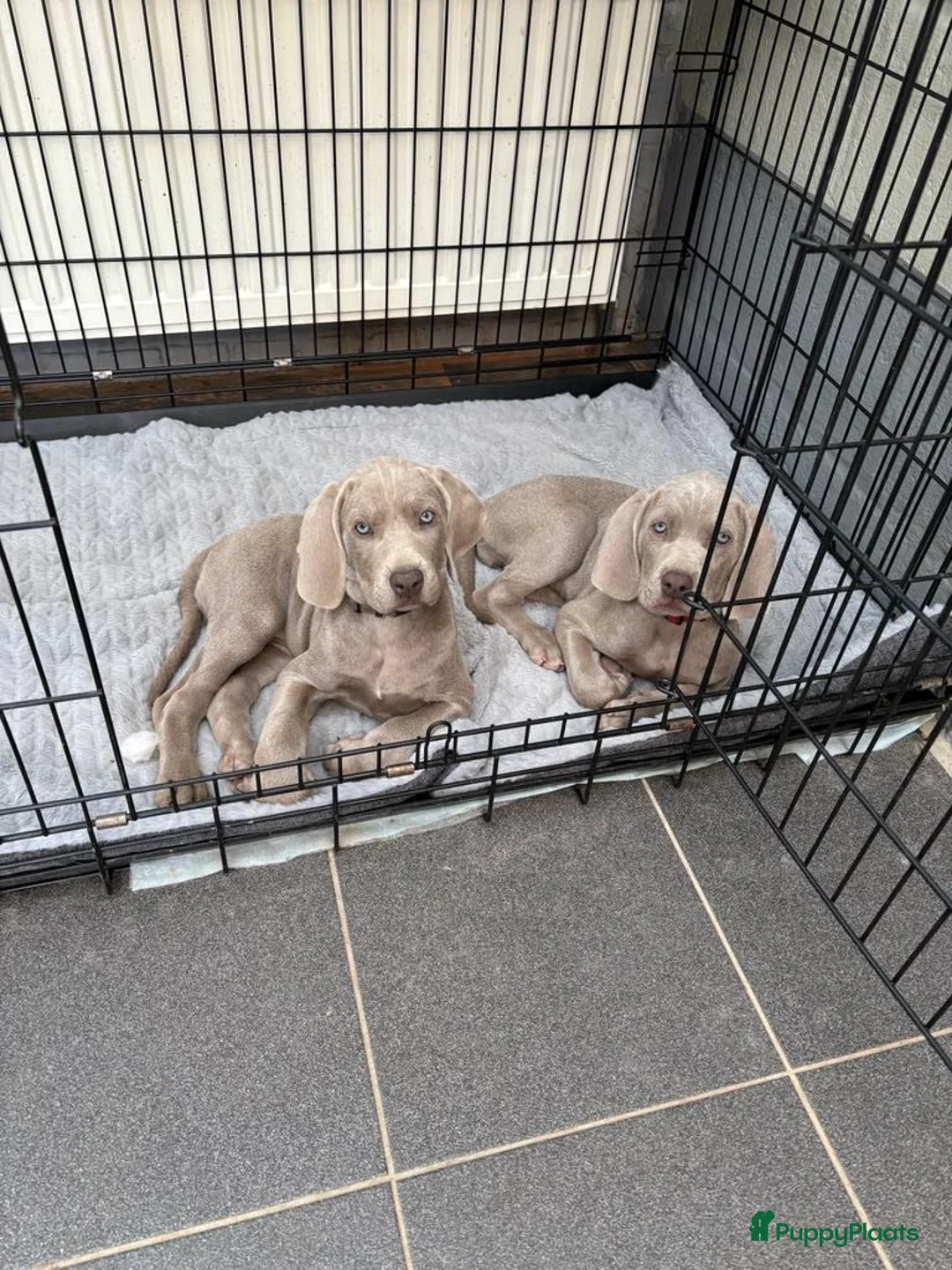Weimarse Staande Hond korthaar honden te koop: Prachtige Weimaraner pups - Advertentie 4