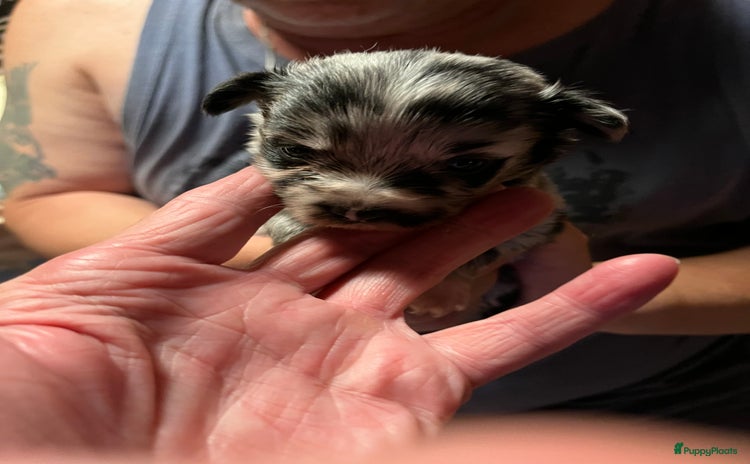 Chihuahua honden - Advertentie 6