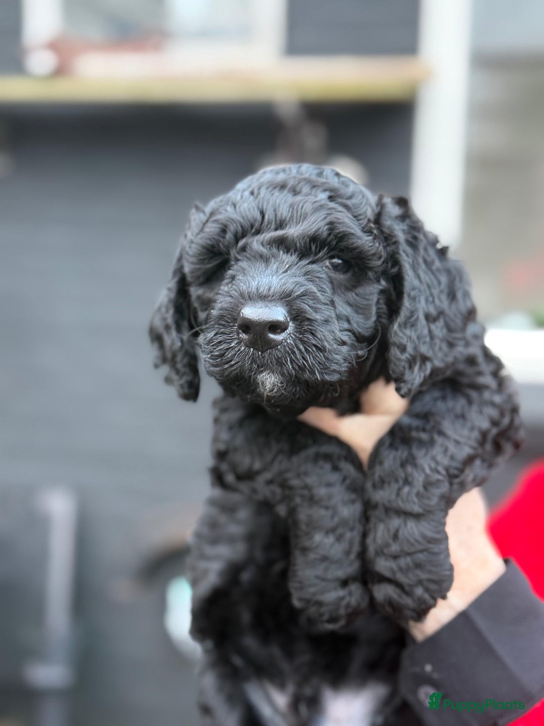 Spaanse Waterhond honden te koop: Spaanse Waterhond Puppy beschikbaar - Advertentie 10