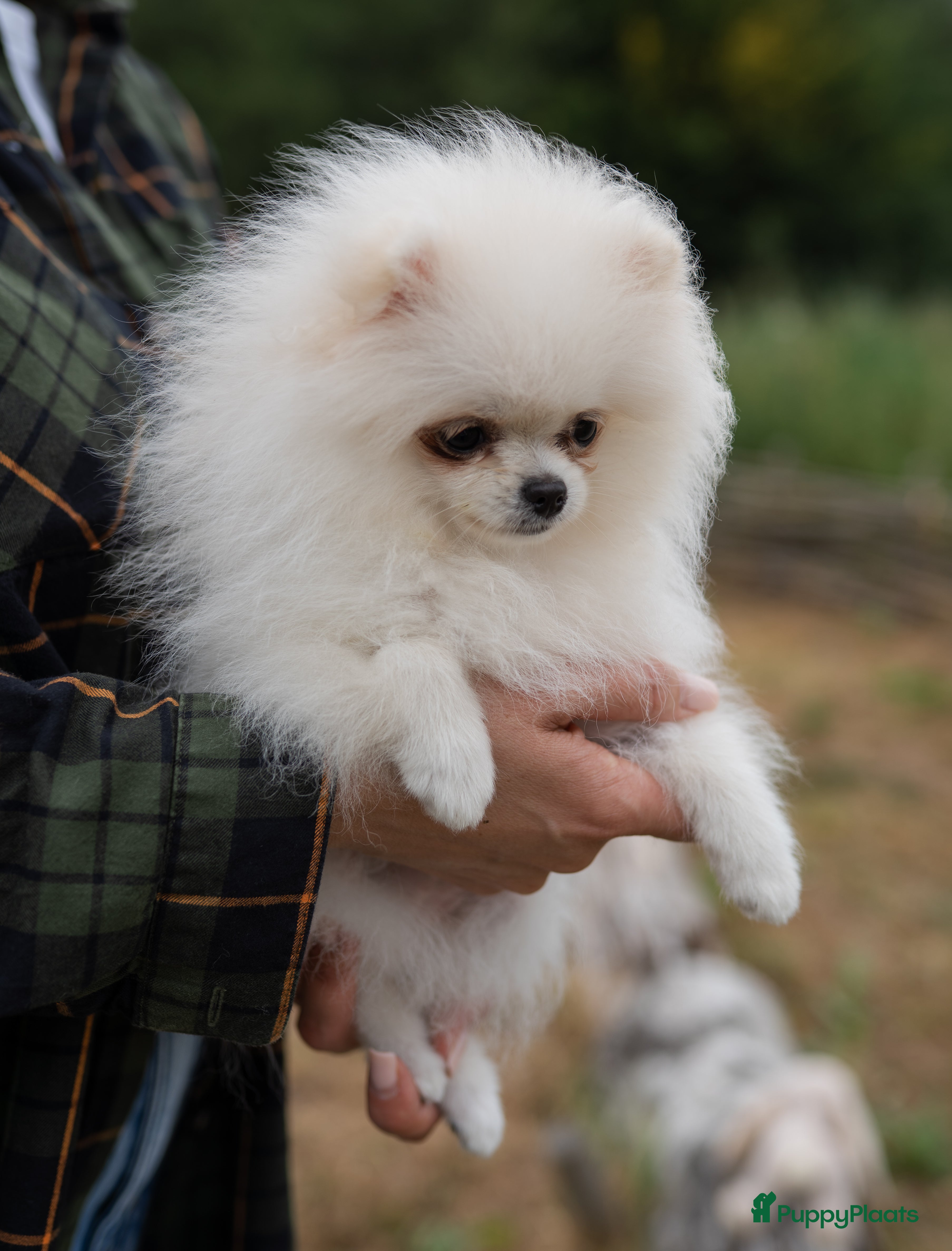 Pomeriaan honden Pomeranian Mila❤️ - Advertentie 18