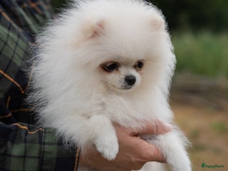 Pomeriaan honden Pomeranian Mila❤️ - Advertentie 4