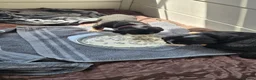 Appenzeller Sennenhond honden te koop: Appenzeller Sennenhond puppy's - Advertentie 6