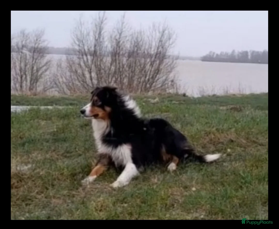 Border Collie honden te koop: Prachtige, lieve Border Collie pups - Advertentie 2