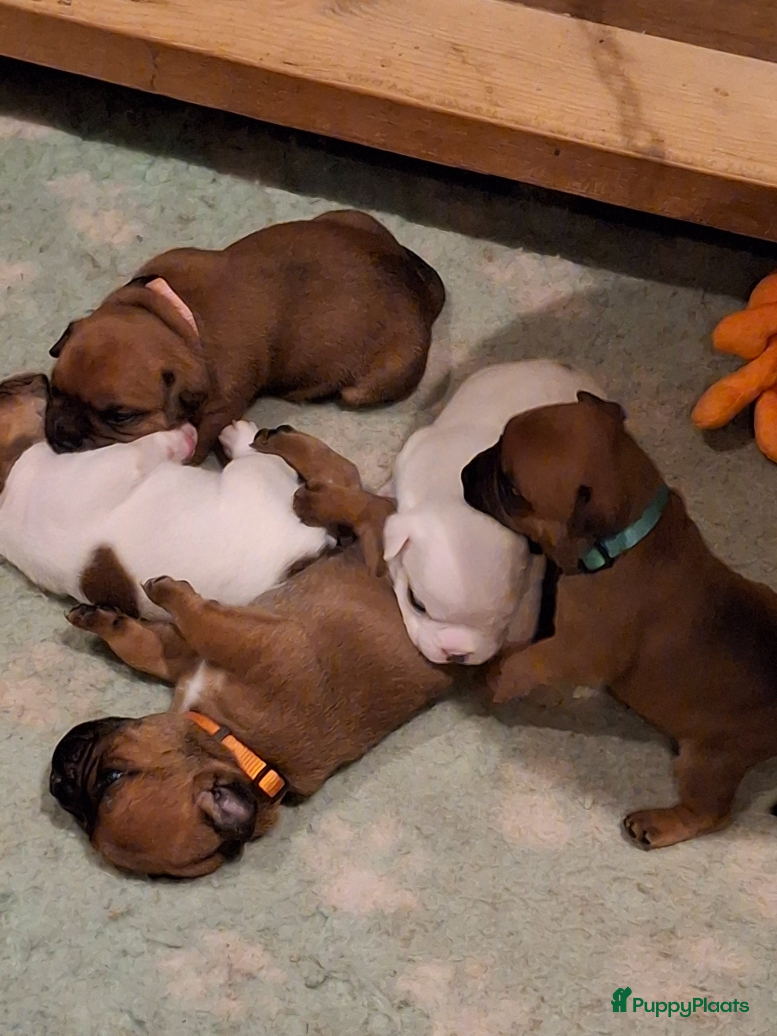 Kruising honden Pups te koop - Advertentie 3