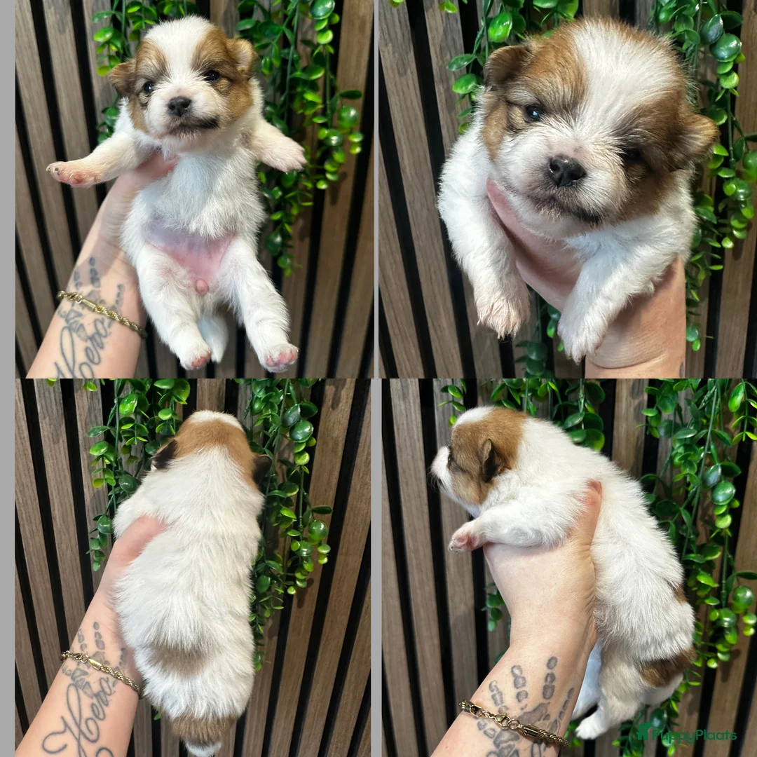 Pomeriaan honden te koop: Alle pups zijn gereserveerd ❤️ - Advertentie 16