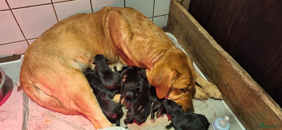 Labrador Retriever honden te koop: Gezonde en liefdevolle labrador pups - Advertentie 7