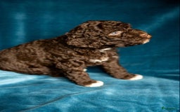 Kruising honden te koop: nestje kruising Waterhond, labradoedel look-a-like - Afbeelding 2