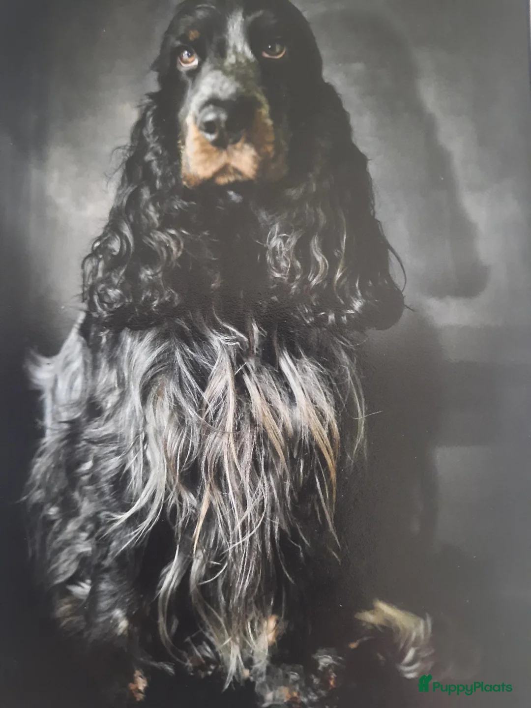 Engelse Cocker Spaniel honden te koop: Engelse cocker spaniel pups in Weert - Advertentie 5