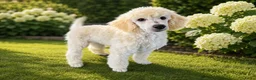 Labradoodle honden te koop: Poedel outcross pups | DNA-geteste ouderdieren - Advertentie 19