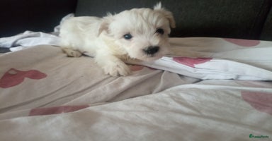 Kruising honden - Advertentie 6