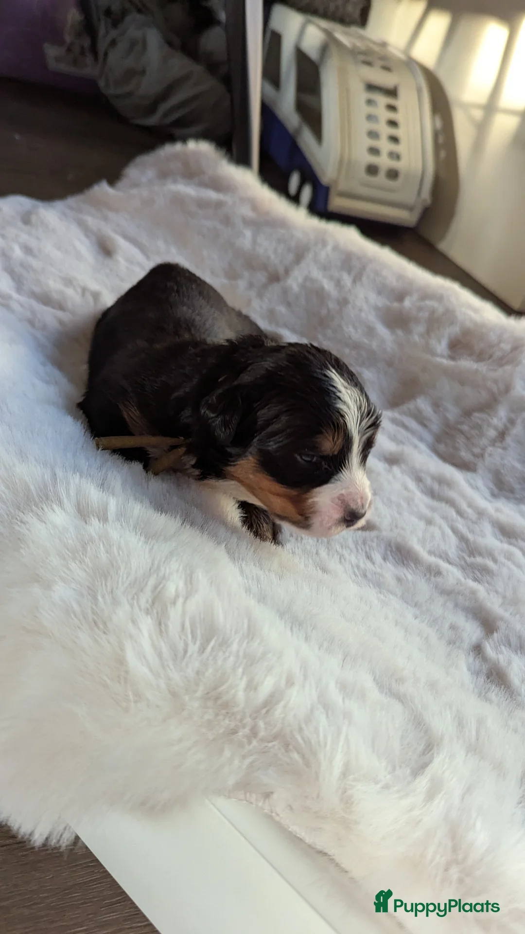 Berner Sennenhond honden te koop: Mooie Bernerpups - Advertentie 10