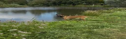 Mechelse Herder honden te koop: Exclusieve Mechelse HerderPups KNPVBloedlijn 49684 - Advertentie 25