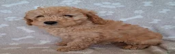 Dwergpoedel honden te koop: Super lieve dwergpoedel pup zoekt gouden mandje - Advertentie 7