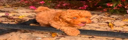 Poedel Toy honden te koop: toy poedel pups rood - Advertentie 19
