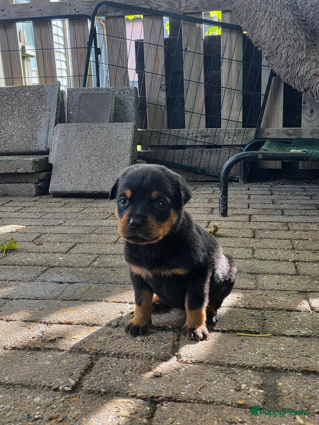 Rottweiler honden te koop: Prachtig mooie Rotweiler pups te koop! - Advertentie 2