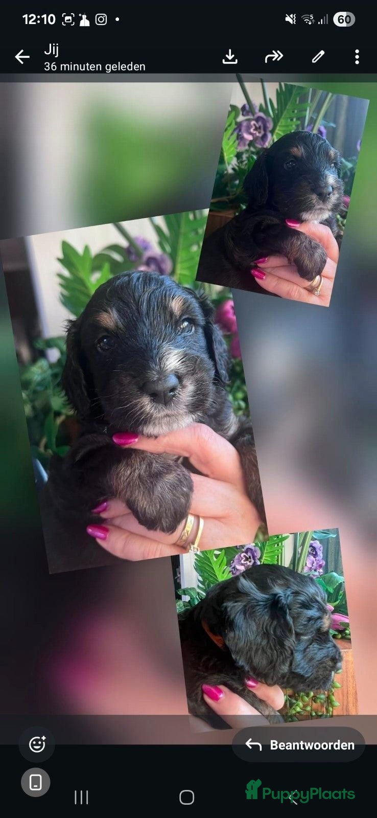 Cockapoo honden Cockapoo pup  - Advertentie 8