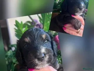 Cockapoo honden Cockapoo pup - Advertentie 8