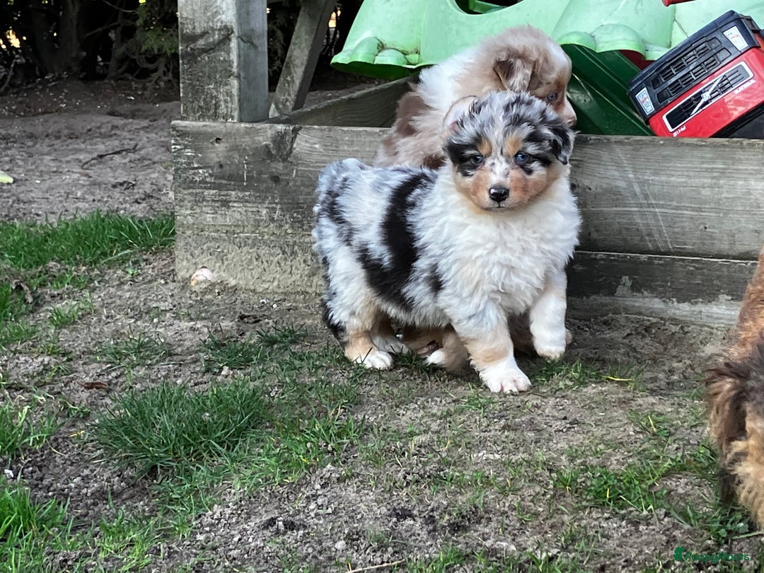 Australian Shepherd honden te koop: Prachtige raszuivere Australian Shepherd - Advertentie 6