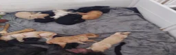 Labradoodle honden te koop: Prachtige Labradoodle pups beschikbaar in Oude Pekela - Advertentie 4