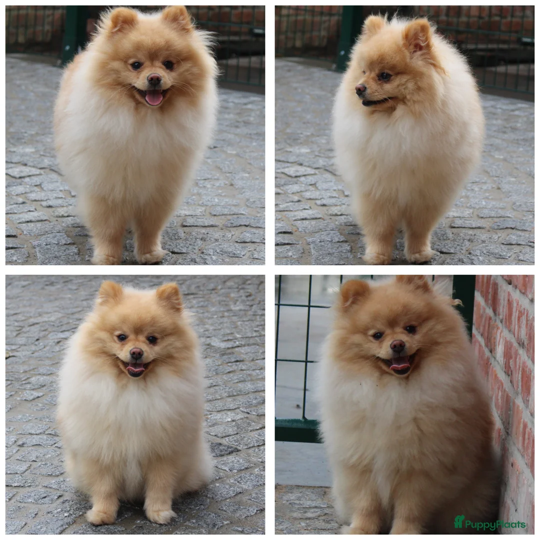 Pomeriaan honden te koop: Pomeriaan pup - Advertentie 2