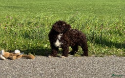 Spaanse Waterhond honden te koop: Spaanse Waterhond pups - Afbeelding 22