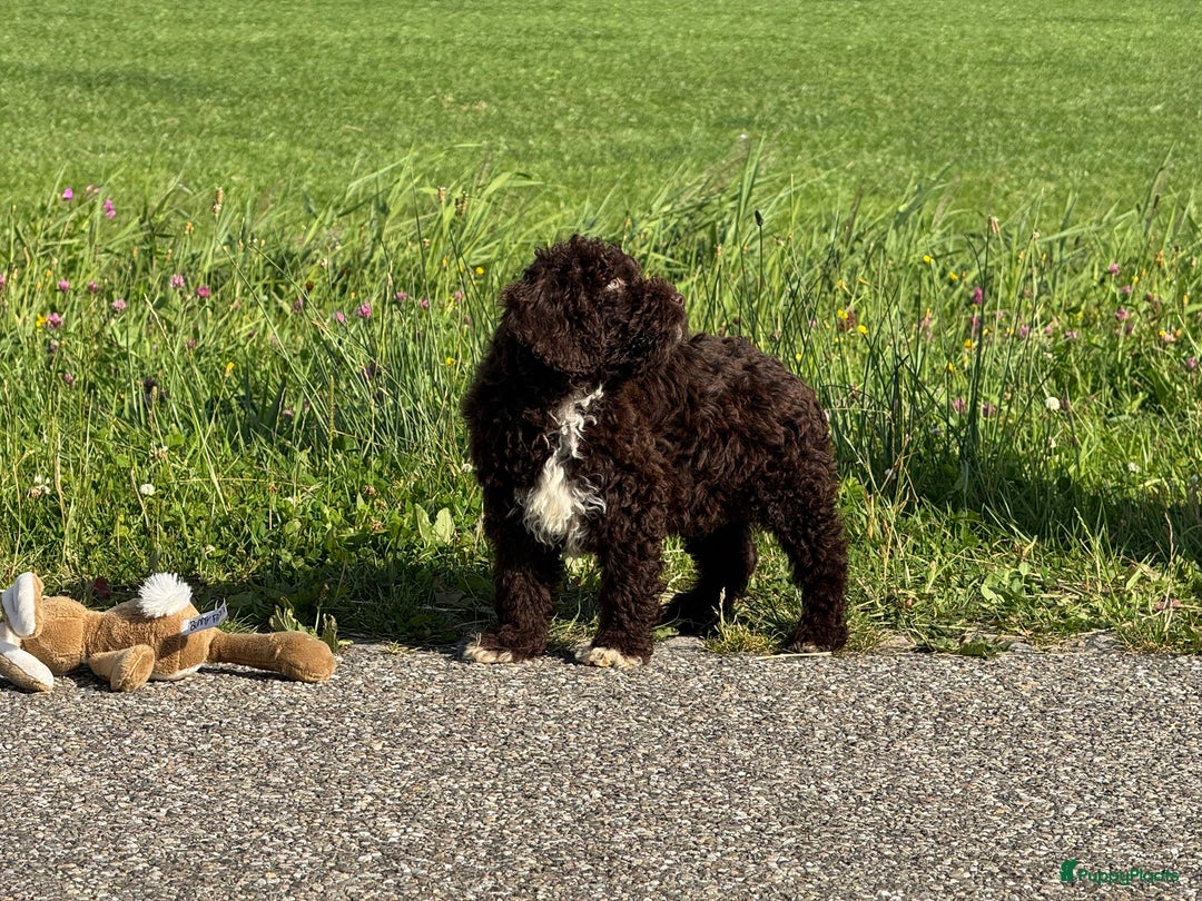 Spaanse Waterhond honden te koop: Spaanse Waterhond pups - Afbeelding 22