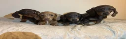 Teckel (korthaar)  honden te koop: Dwerg Teckels puppy’s zoeken een warm nest. - Advertentie 1